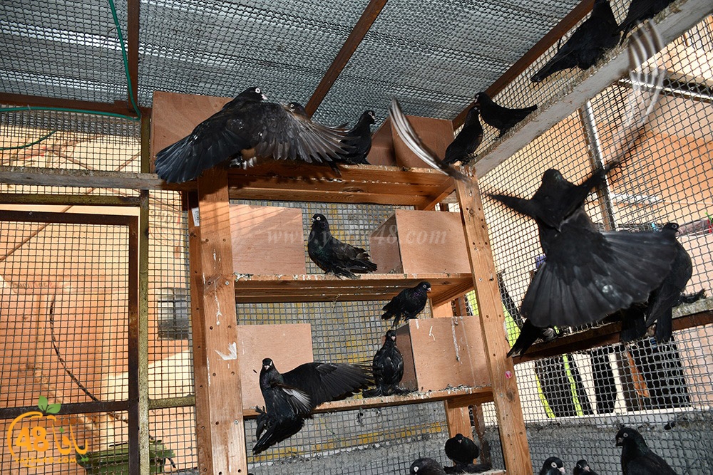 zohdi 3ashoor (73).jpeg